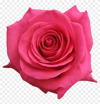 Rose Pink Floyd - Pink Floyd Rose Rose Pink Floyd - Pink Floyd Rose