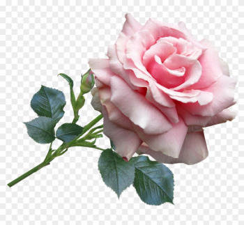 Rose, Pink, Garden, Flower - Rose Pink Rose, Pink, Garden, Flower - Rose Pink