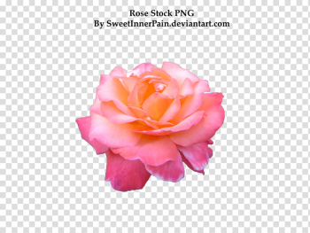 Rose , pink rose flower in bloom with text overlay transparent background PNG clipart