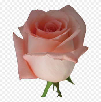Rose - Pink Rose Flowers Png Rose - Pink Rose Flowers Png
