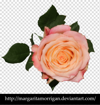 Rose, pink rose transparent background PNG clipart