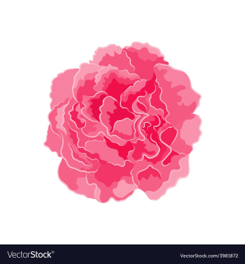 Rose pink separate symbol symbol of love vector image Rose pink separate symbol symbol of love vector image