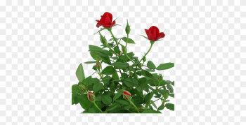 Rose Plant Png - Miniature Red Rose Growing