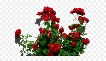 Rose Plant Png - Red Rose Bush Png Rose Plant Png - Red Rose Bush Png