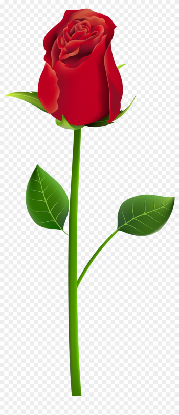 Rose Png Clip Art Transparent Image - Flower Png For Picsart