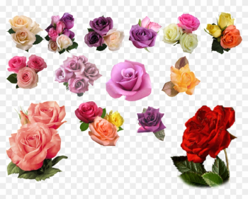 Rose Png - Deviantart Png Roses Rose Png - Deviantart Png Roses