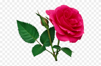 Rose Png File