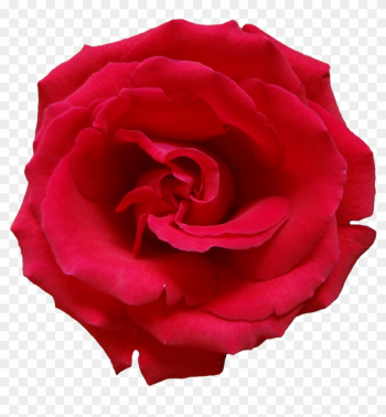 Rose Png Image, Free Picture Download - Dark Pink Rose Png