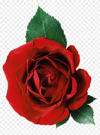 Rose Png Image, Free Picture Download - Rose Png