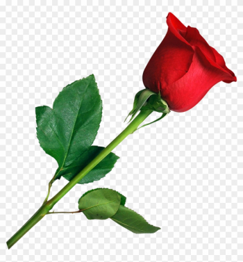 Rose Png Images - Flower Rose Png Rose Png Images - Flower Rose Png
