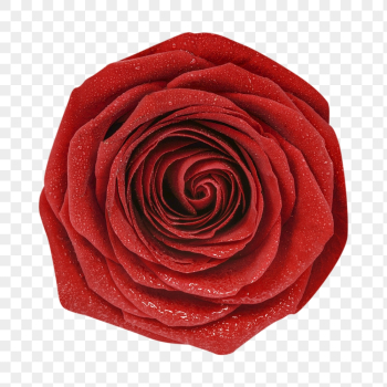 Rose png, valentine's flower clipart, | Free PNG - rawpixel