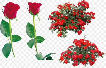 Rose Portable Network Graphics Clip art Shrub Image - rose Rose Portable Network Graphics Clip art Shrub Image - rose