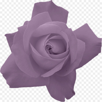 Rose Portable Network Graphics Flower Image Red - rose Rose Portable Network Graphics Flower Image Red - rose