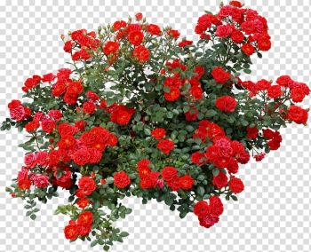 Rose Portable Network Graphics Shrub , rose transparent background PNG clipart