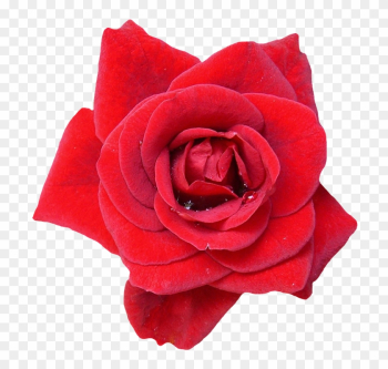 Rose, Red, Blossom, Bloom, Flowers, Nature, Rose Blooms - Rose Rose, Red, Blossom, Bloom, Flowers, Nature, Rose Blooms - Rose