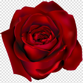 Rose Red , Red rose transparent background PNG clipart Rose Red , Red rose transparent background PNG clipart