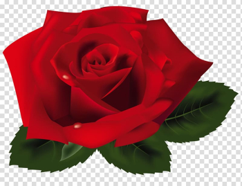 Rose , Red Rose , red rose transparent background PNG clipart Rose , Red Rose , red rose transparent background PNG clipart