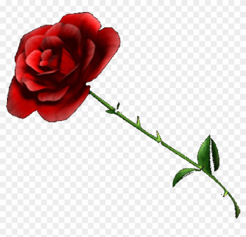 Rose - Red Rose Transparent Background Rose - Red Rose Transparent Background