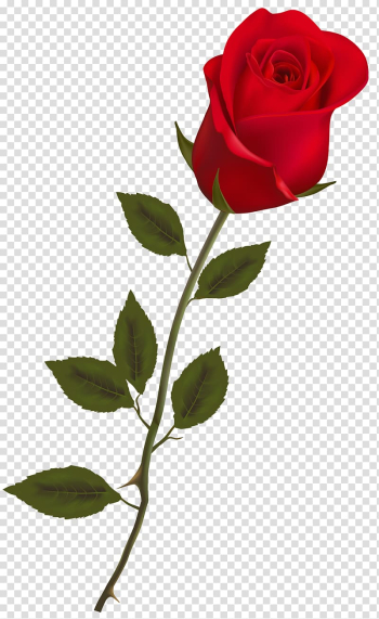 Rose Red , Rose transparent background PNG clipart