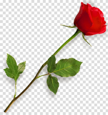 Rose , Red rose transparent background PNG clipart