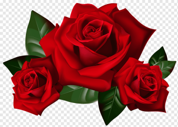 Rose, Red Roses, red roses 3D art, flower Arranging, floribunda, color png