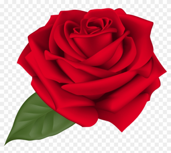 Rose Red Transparent Png Clip Art Imageu200b Gallery - Rose Red Transparent Png Clip Art Imageu200b Gallery