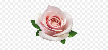 Rose - Rose Rose - Rose