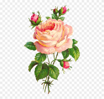 Rose - Rose Rose - Rose