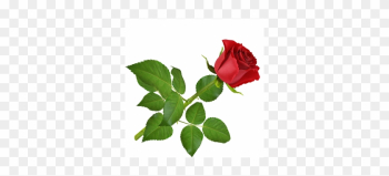 Rose - Rose Rose - Rose