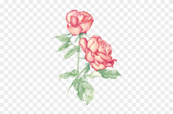 Rose - Rose Rose - Rose