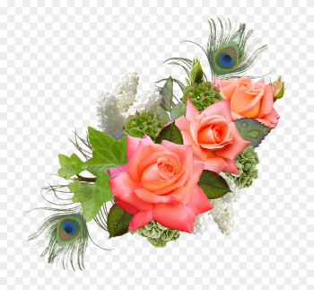 Rose, Rose Flower, Hydrangeas, Lilac, Peacock - Wedding Wishes Rose, Rose Flower, Hydrangeas, Lilac, Peacock - Wedding Wishes