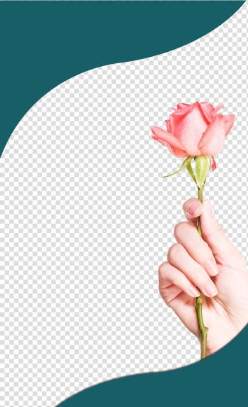 Rose , Rose left hand transparent background PNG clipart