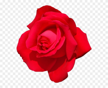 Rose - Rose Psd Rose - Rose Psd