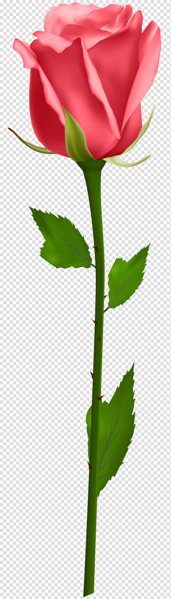 Rose , rose transparent background PNG clipart