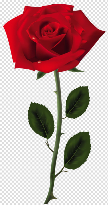 Rose , rose transparent background PNG clipart