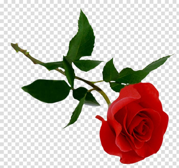 Rose , rose transparent background PNG clipart