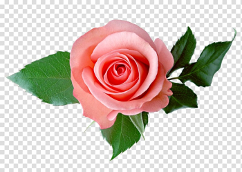 Rose , Rose transparent background PNG clipart