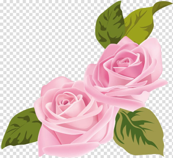 Rose , rose transparent background PNG clipart