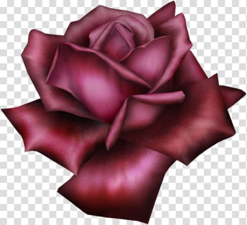Rose , rose transparent background PNG clipart
