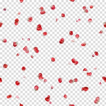 Rose, rose transparent background PNG clipart