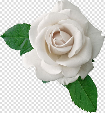 Rose , rose transparent background PNG clipart Rose , rose transparent background PNG clipart