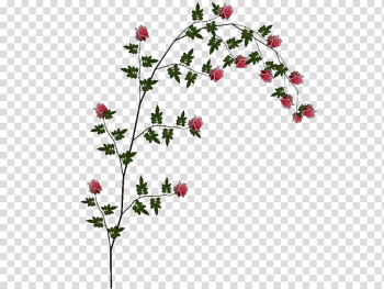 Rose , rose transparent background PNG clipart