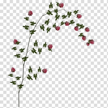 Rose , Rose Vine File transparent background PNG clipart