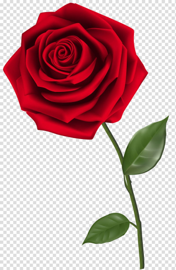 Rose , Single Red Rose , red rose transparent background PNG clipart Rose , Single Red Rose , red rose transparent background PNG clipart