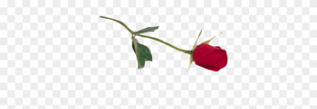 Rose - Single Rose Png Rose - Single Rose Png