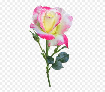 Rose, Stem, Double, Delight - Double Rose Rose, Stem, Double, Delight - Double Rose