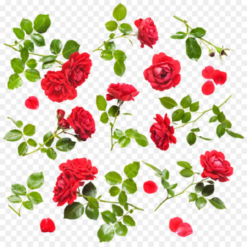 Rose Stock photography Flower Drop Clip art - Red Rose Rose Stock photography Flower Drop Clip art - Red Rose