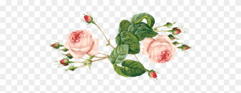 Rose,the Queen Of Flowers / June Feature By Natural-sensuality - Ravel Smetana Tchaikovsky &amp; Bolero Moldau Romeo