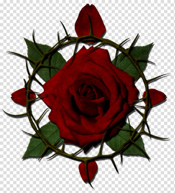 Rose Thorns, spines, and prickles Drawing , ros transparent background PNG clipart Rose Thorns, spines, and prickles Drawing , ros transparent background PNG clipart