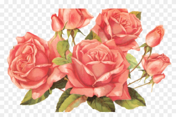 Rose Vintage Png Rose Vintage Png
